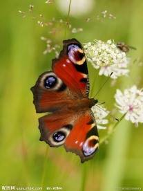 蝴蝶 白色花朵 特写