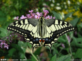 蝴蝶 紫色花朵 绿叶 特写