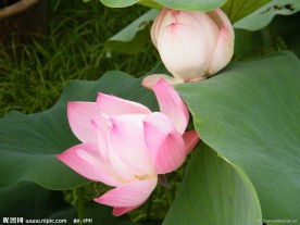 荷花