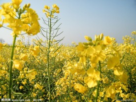 油菜花
