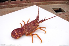澳洲龙虾