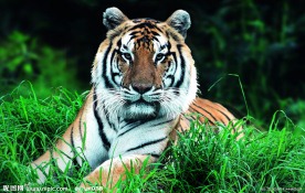 老虎 东北虎 老虎分层图 小草 绿草 PSD分层素材 源文件
