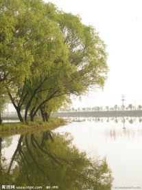 河柳