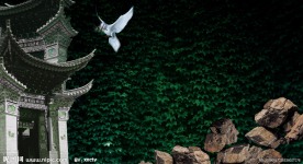 房地产图片 鸽子