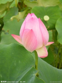 荷花苞