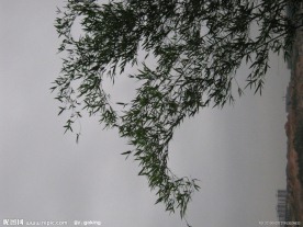 乌云下的摇曳竹子