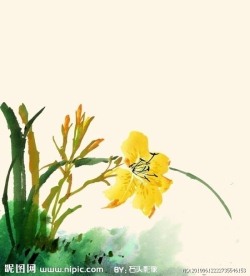 国画 兰花图