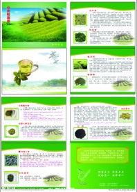 茶叶 宣传册