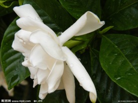 栀子花