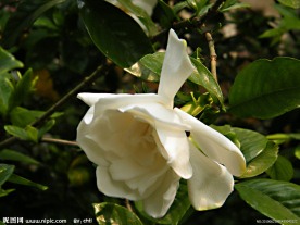 栀子花