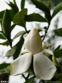 栀子花