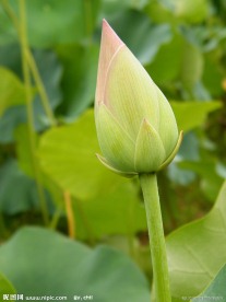荷花 花蕾