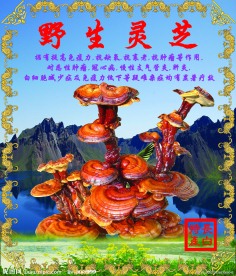 PSD封面