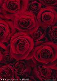 红色玫瑰背景