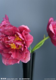 花卉 无框画 装饰画 素材 高清晰