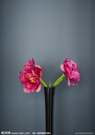 花卉 无框画 装饰画 素材 高清晰