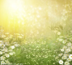 浪漫花丛 影楼背景