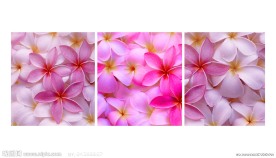 漂亮花卉无框画