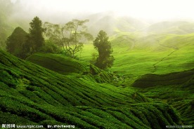 茶园风景