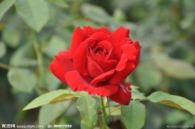 月季花