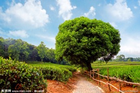 茶园风景