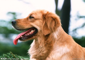 金毛寻回犬
