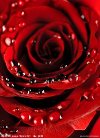 红玫瑰水珠水滴