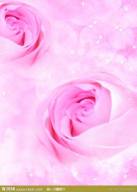 玫瑰彩页背景