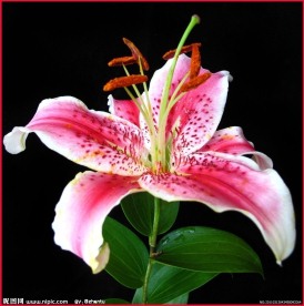 红百合花