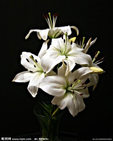 白色百合花