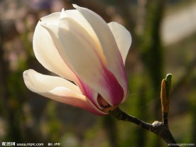 玉兰花