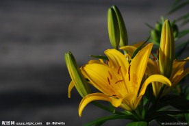 黄色百合花