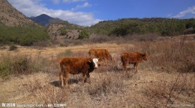 茶马古道上的黄牛
