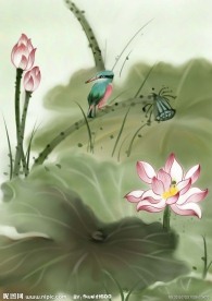 荷花 国画荷花