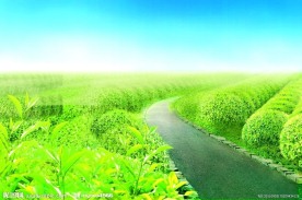 蓝天白云 茶叶背景