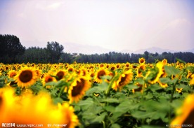 霞光向日葵园