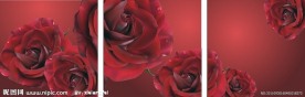 玫瑰 无框画