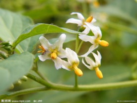 白色小花