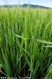 草地自然风光摄影