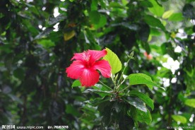 扶桑花