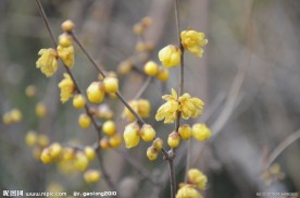 蜡梅花