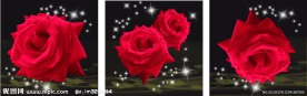 红玫瑰无框画