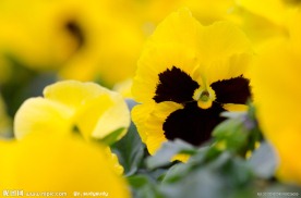 蝴蝶花