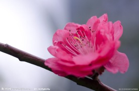 梅花