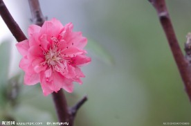 梅花