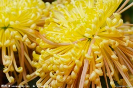 黄菊花