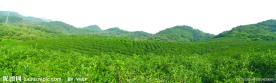 茶园风景 田园风光