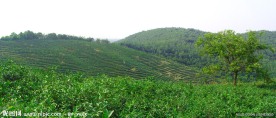 茶园风景