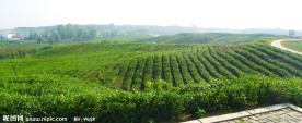 茶园风景