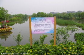 杭州西溪琼花之魅
